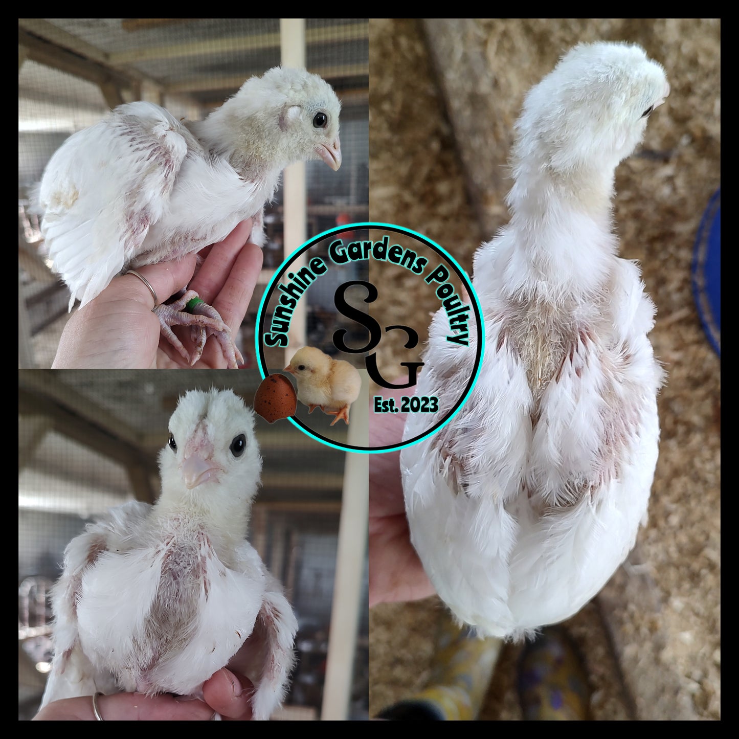 White Ameraucana Cockerel: 6-12 weeks old