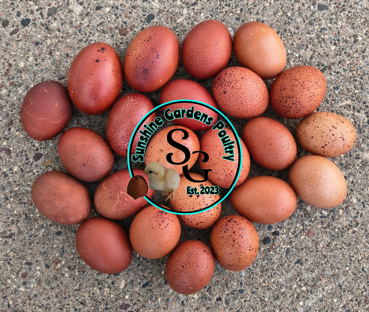 Black tailed red Marans: Pullet 6-8 weeks old