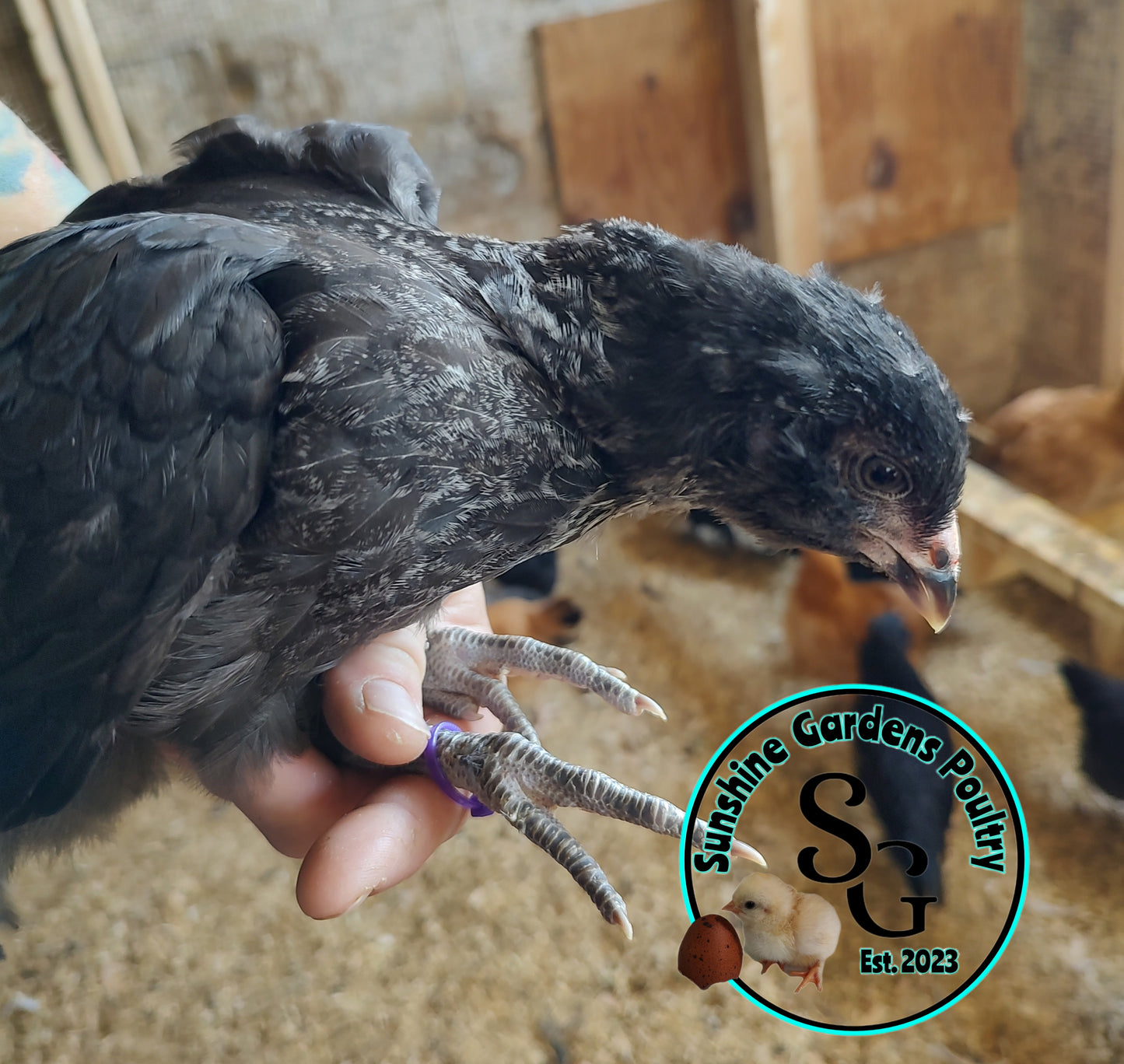 Rainbow Layers: Pullet 6-8 weeks old