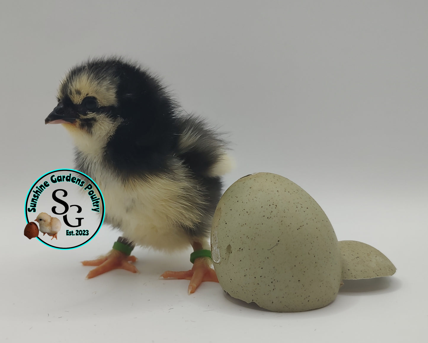 Rainbow Layers: Pullet 6-8 weeks old