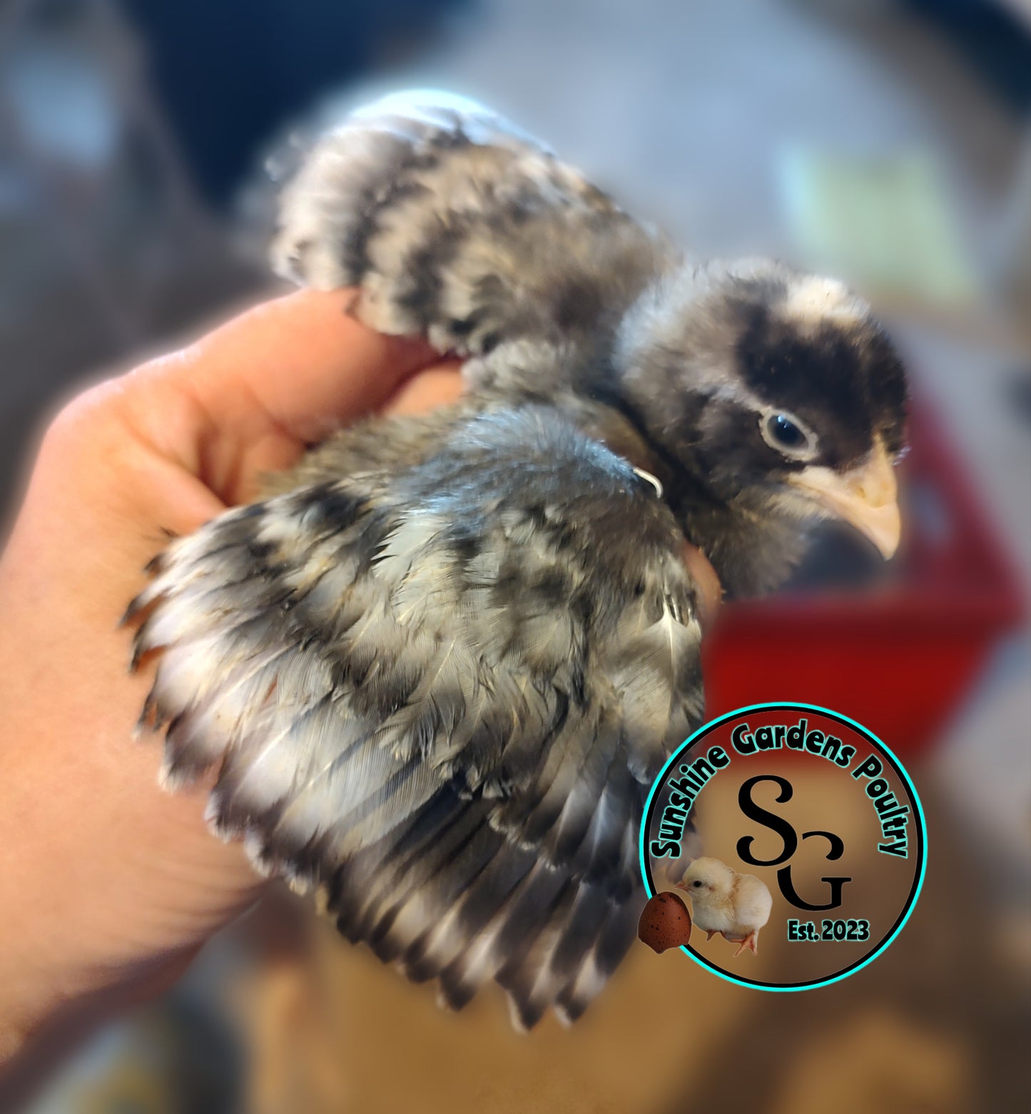 Cuckoo Ameraucanas - Straight run ONLY