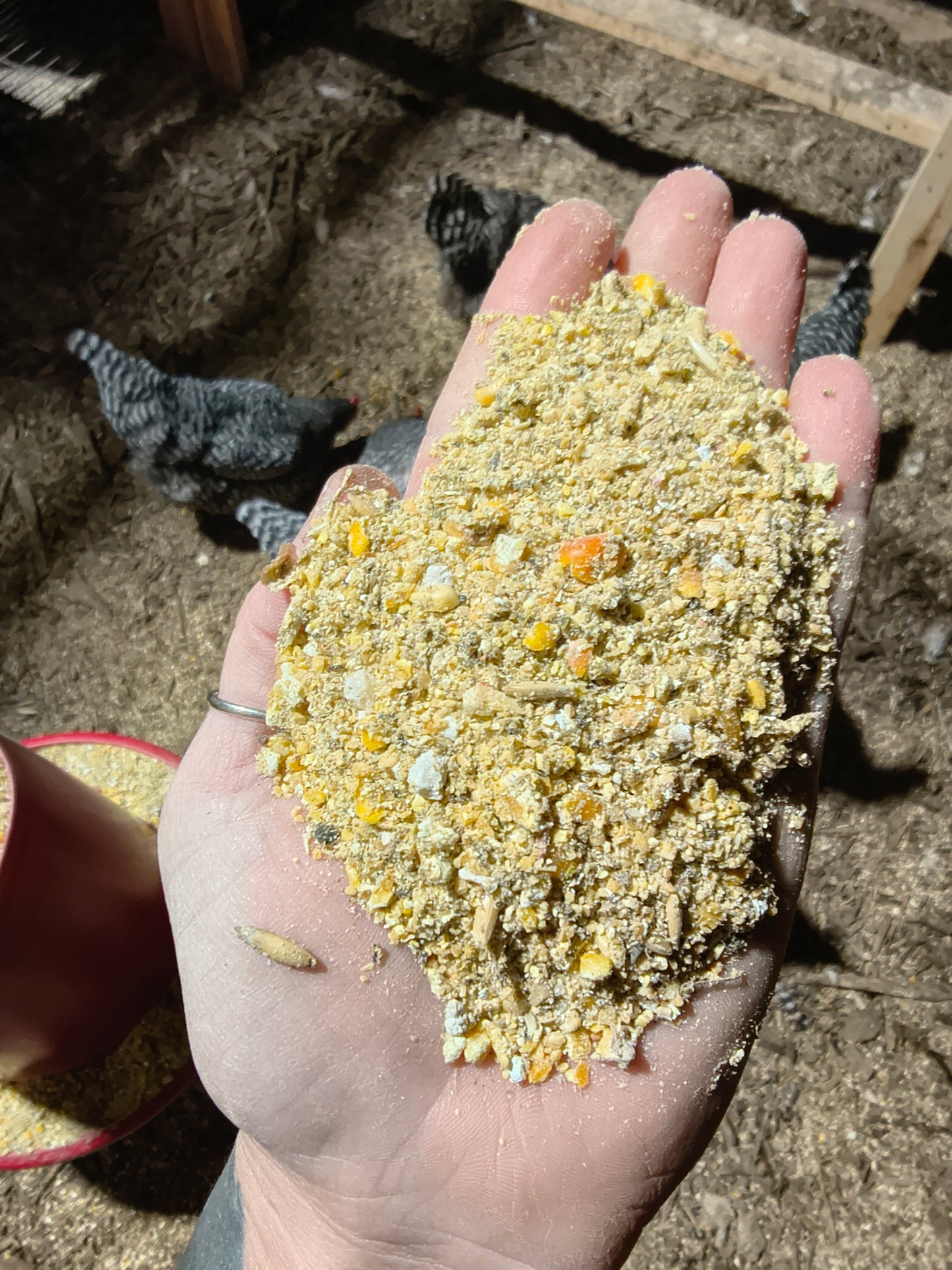 Layer Feed - 19% protein - Sunshine Gardens Poultry Breeder Mix - 50#