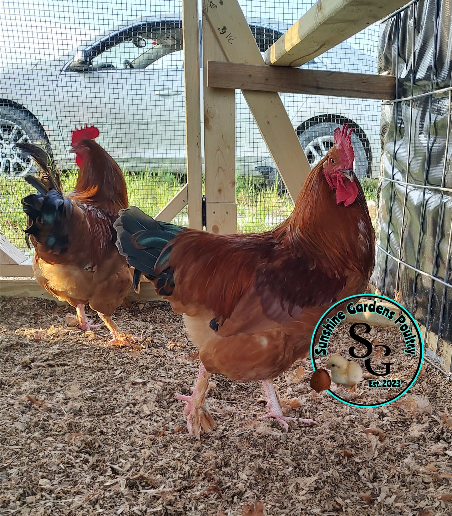 Black Tailed Red Marans (BTR) - Straight run ONLY*