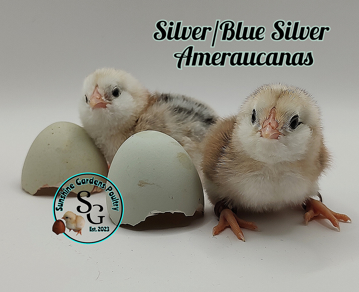 Silver & Blue Silver Ameraucanas - Straight run ONLY