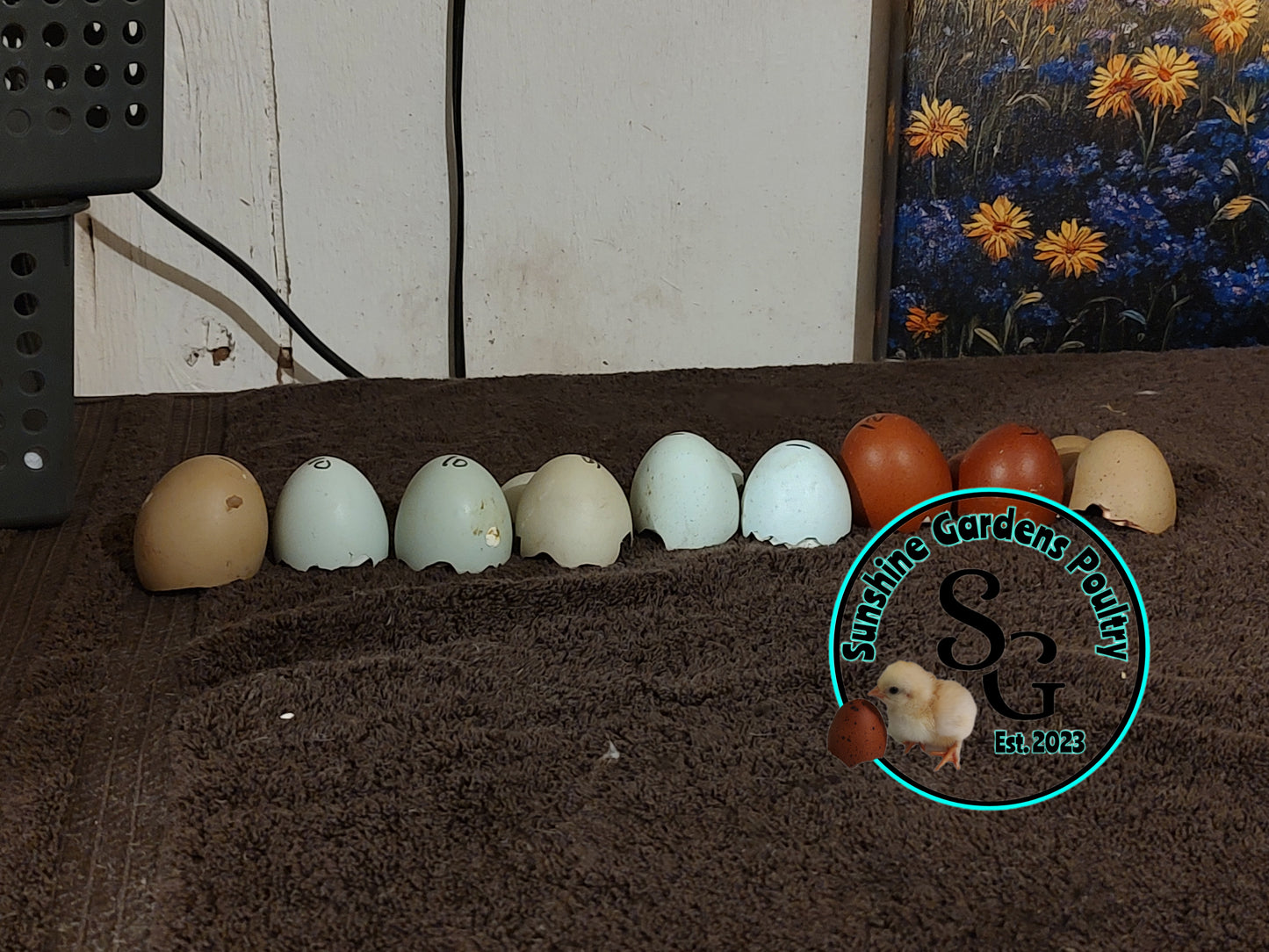 Rainbow Layers: Pullet 6-8 weeks old
