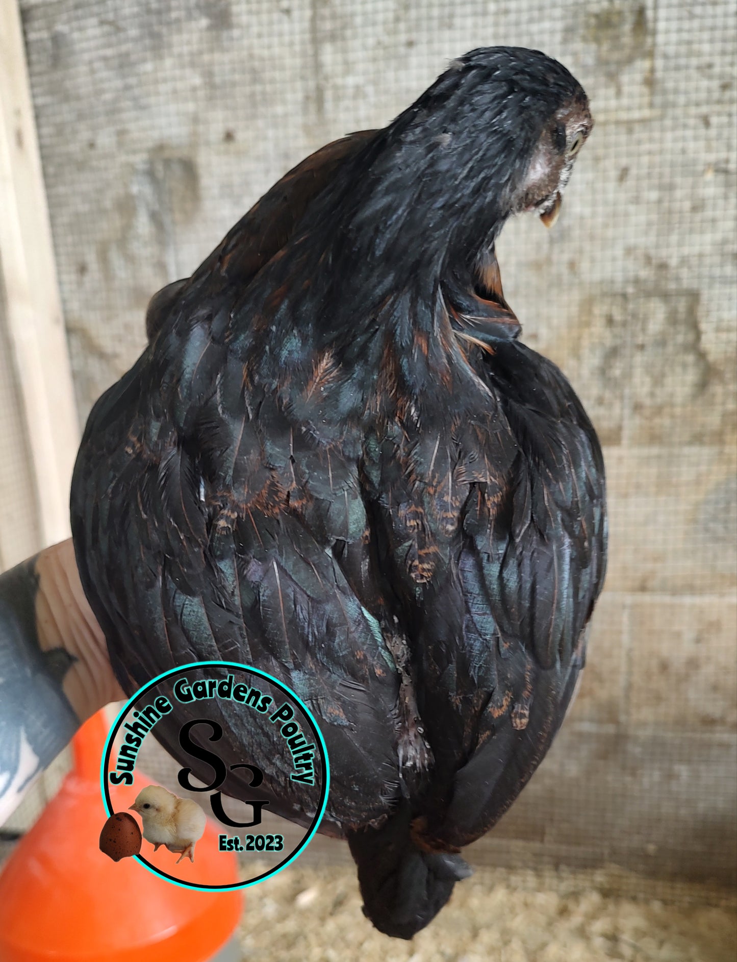 Rainbow Layers: Pullet 6-8 weeks old