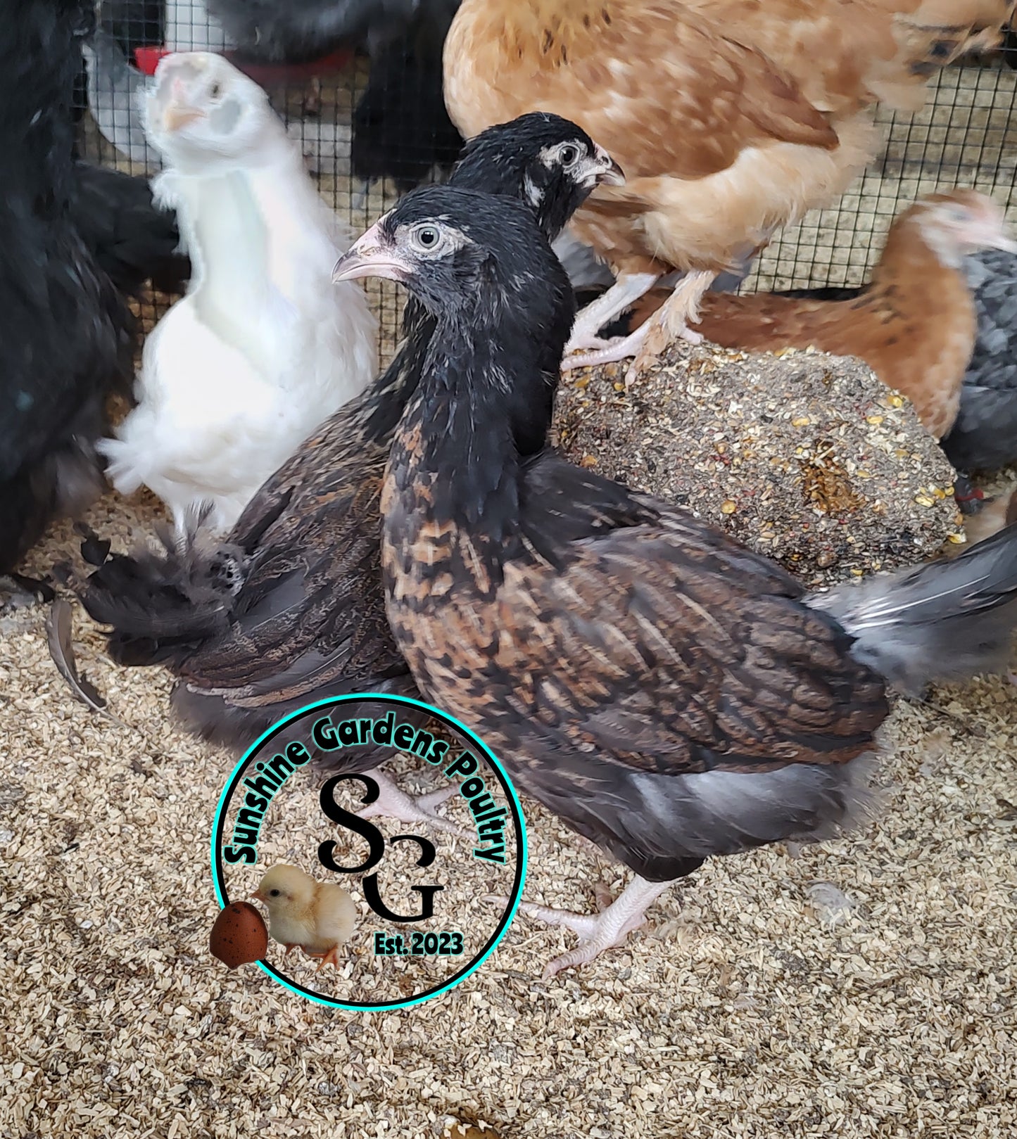 Rainbow Layers: Pullet 9-12 weeks old