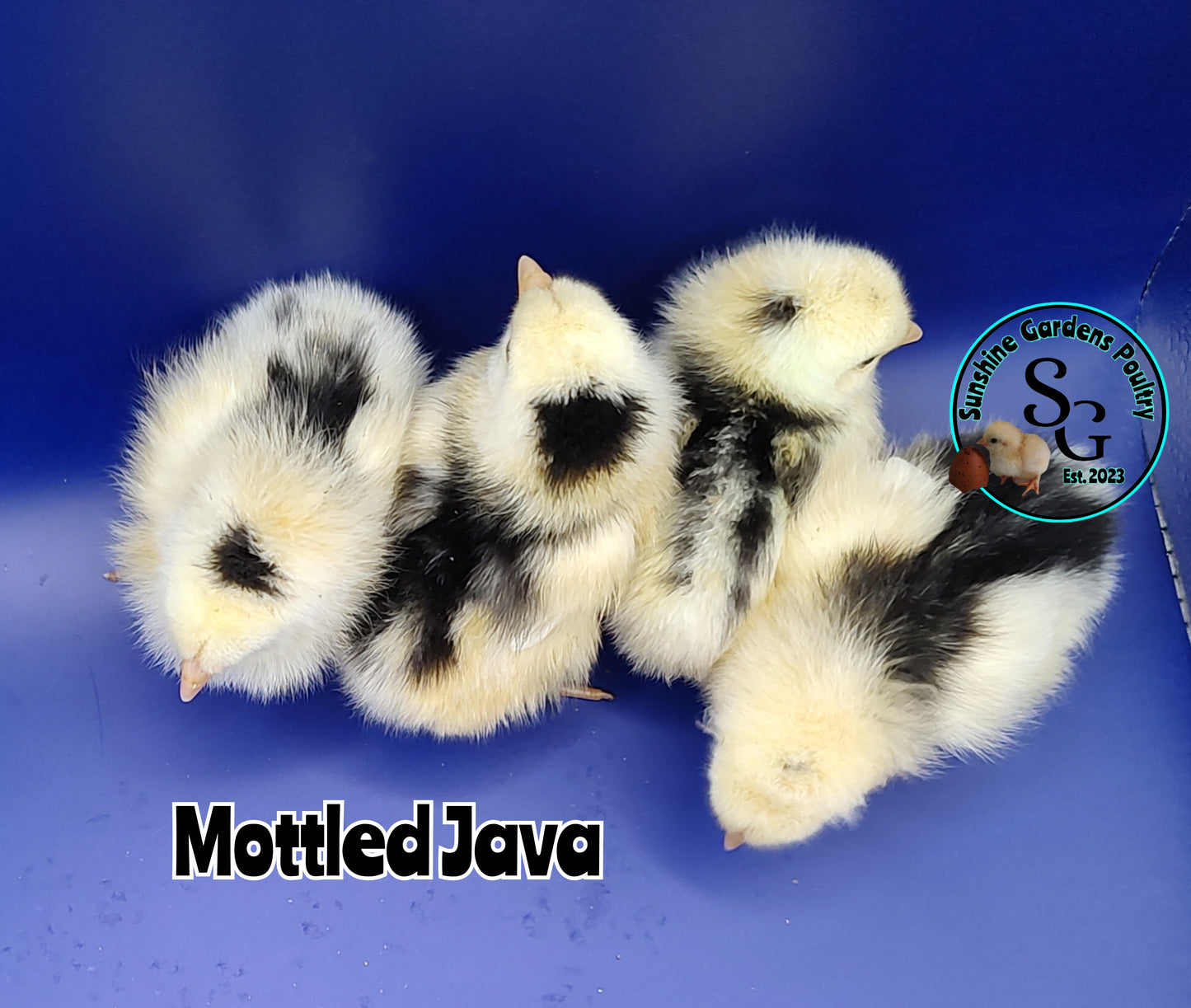 Mottled Javas - Straight run ONLY*