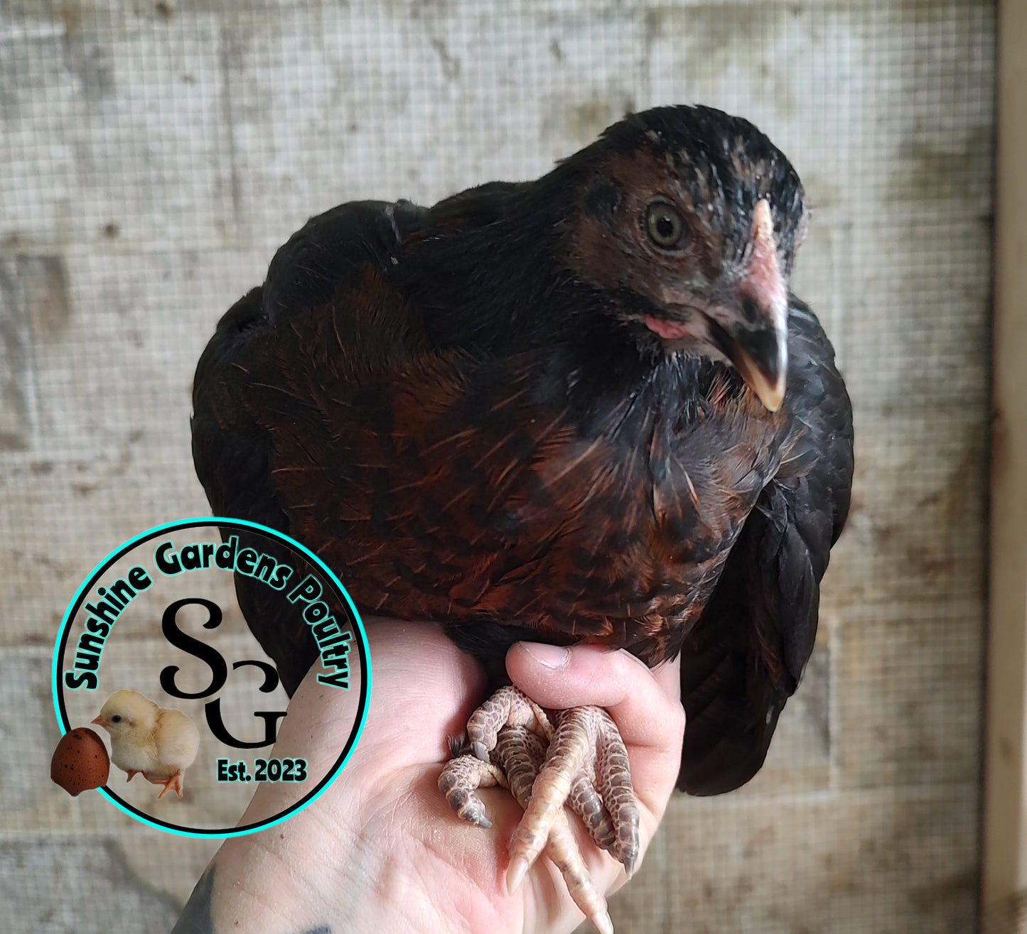 Rainbow Layers: Pullet 6-8 weeks old
