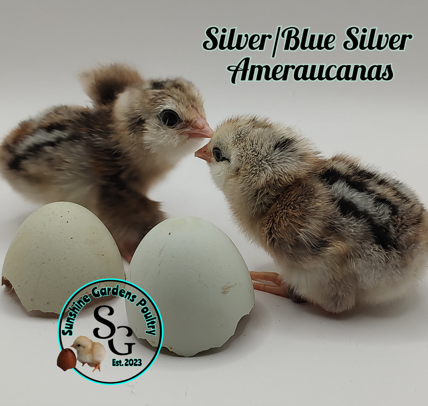 Silver & Blue Silver Ameraucanas - Straight run ONLY