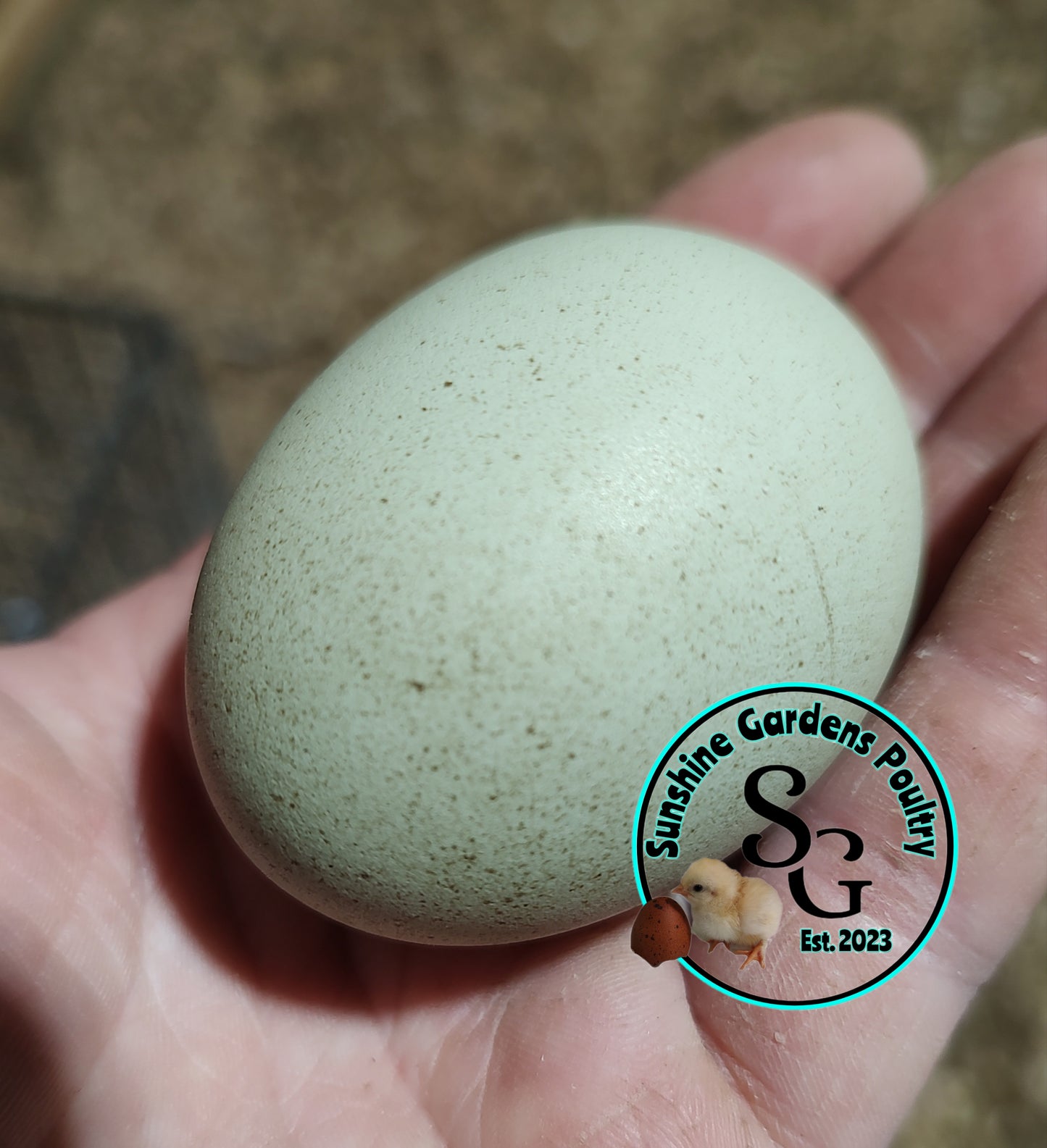 Rainbow Layers: Pullet 6-8 weeks old