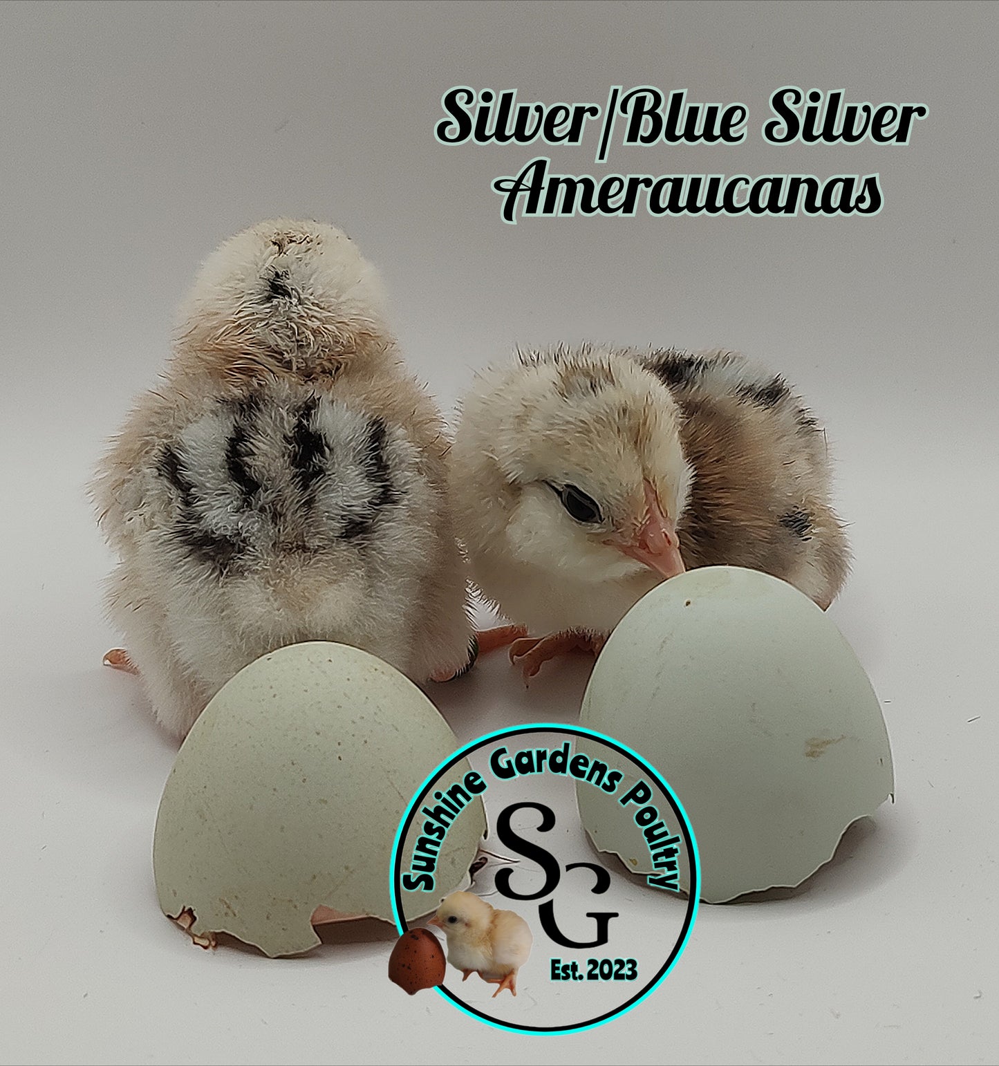 Silver & Blue Silver Ameraucanas - Straight run ONLY
