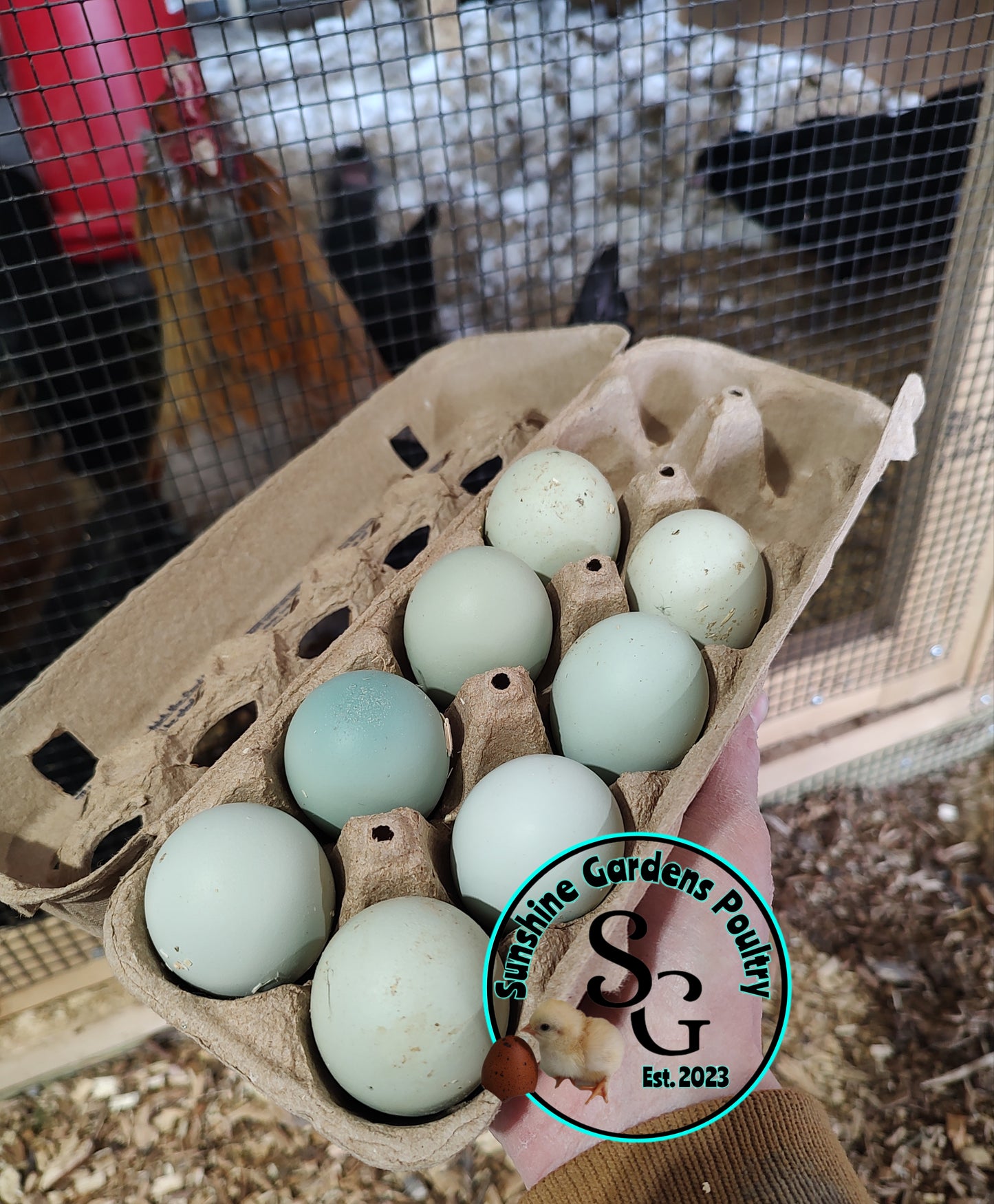 Rainbow Layers: Pullet 6-8 weeks old