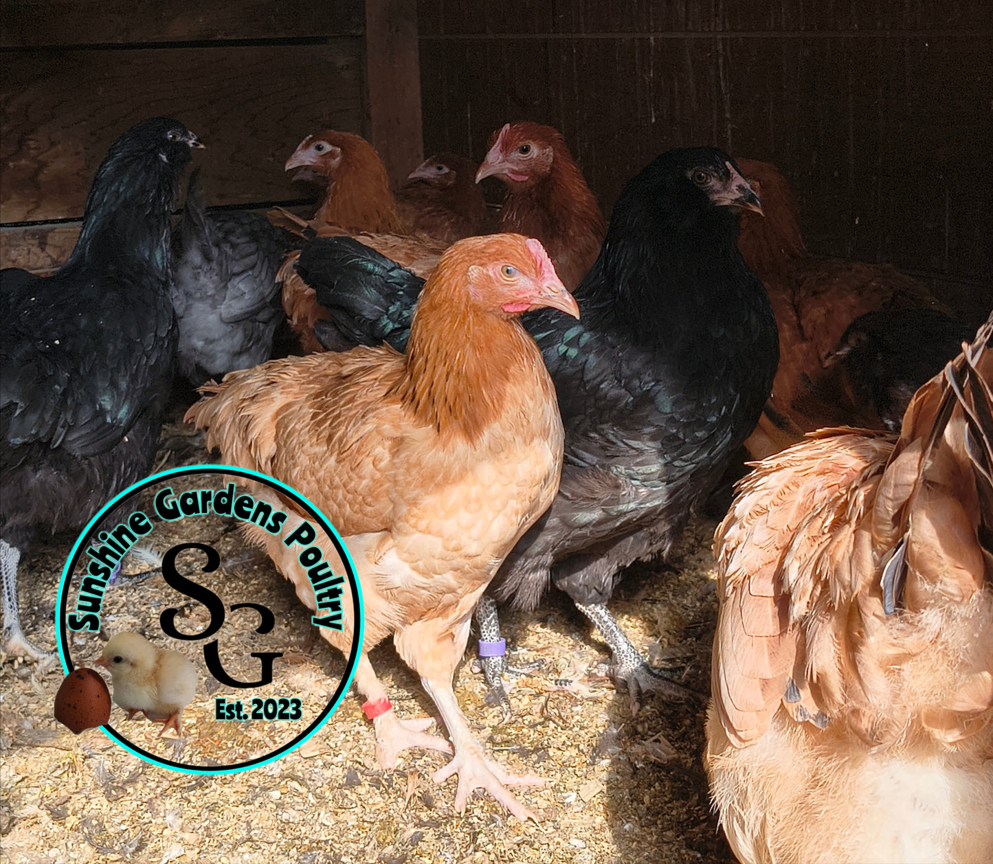 Breeder's Choice Pullets: 3-4 Month Olds