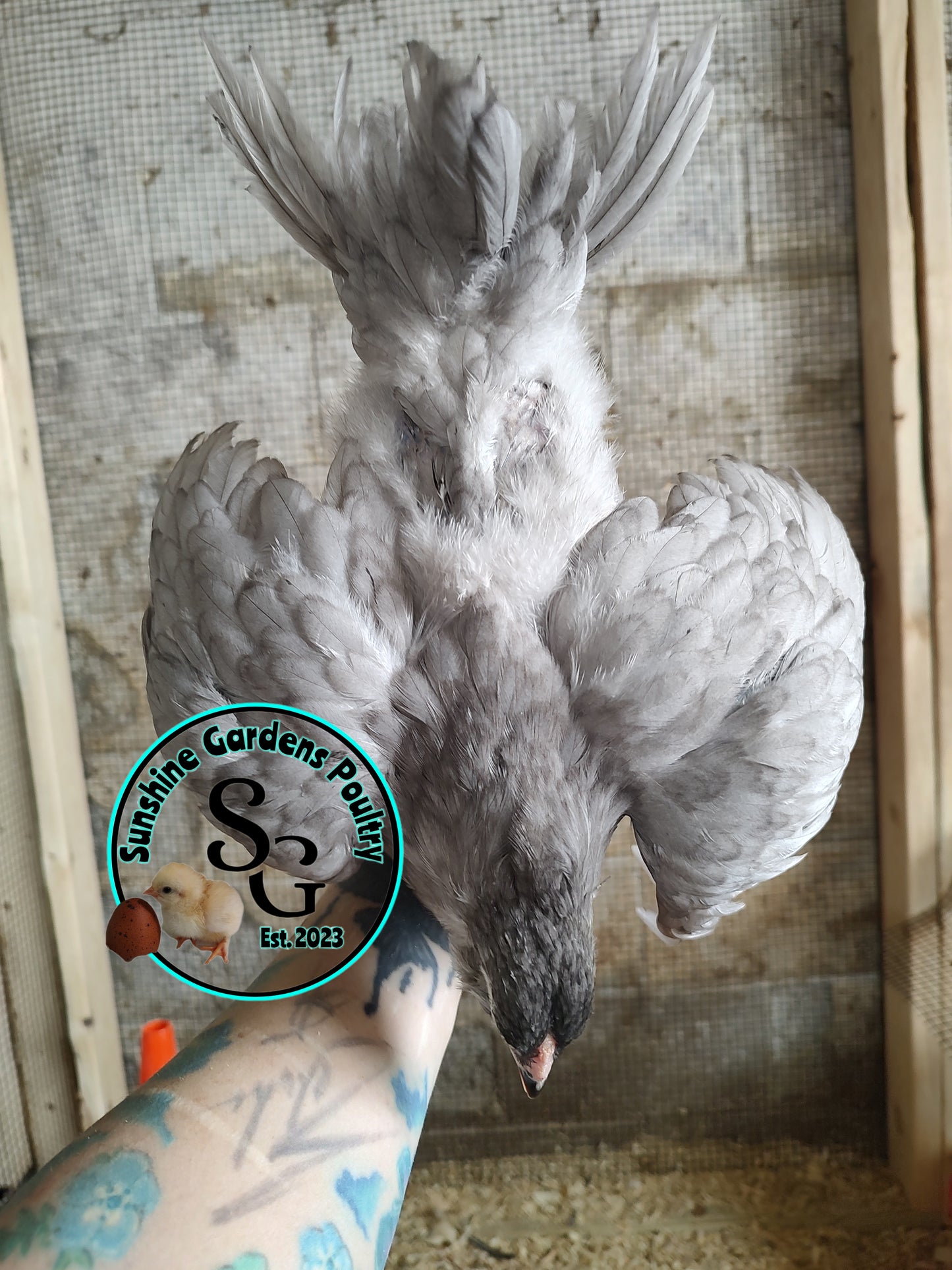 Rainbow Layers: Pullet 6-8 weeks old