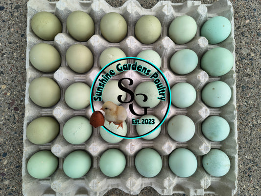 Christopher Lynn Easter Eggers (CLEE) - 12 Hatching Eggs*