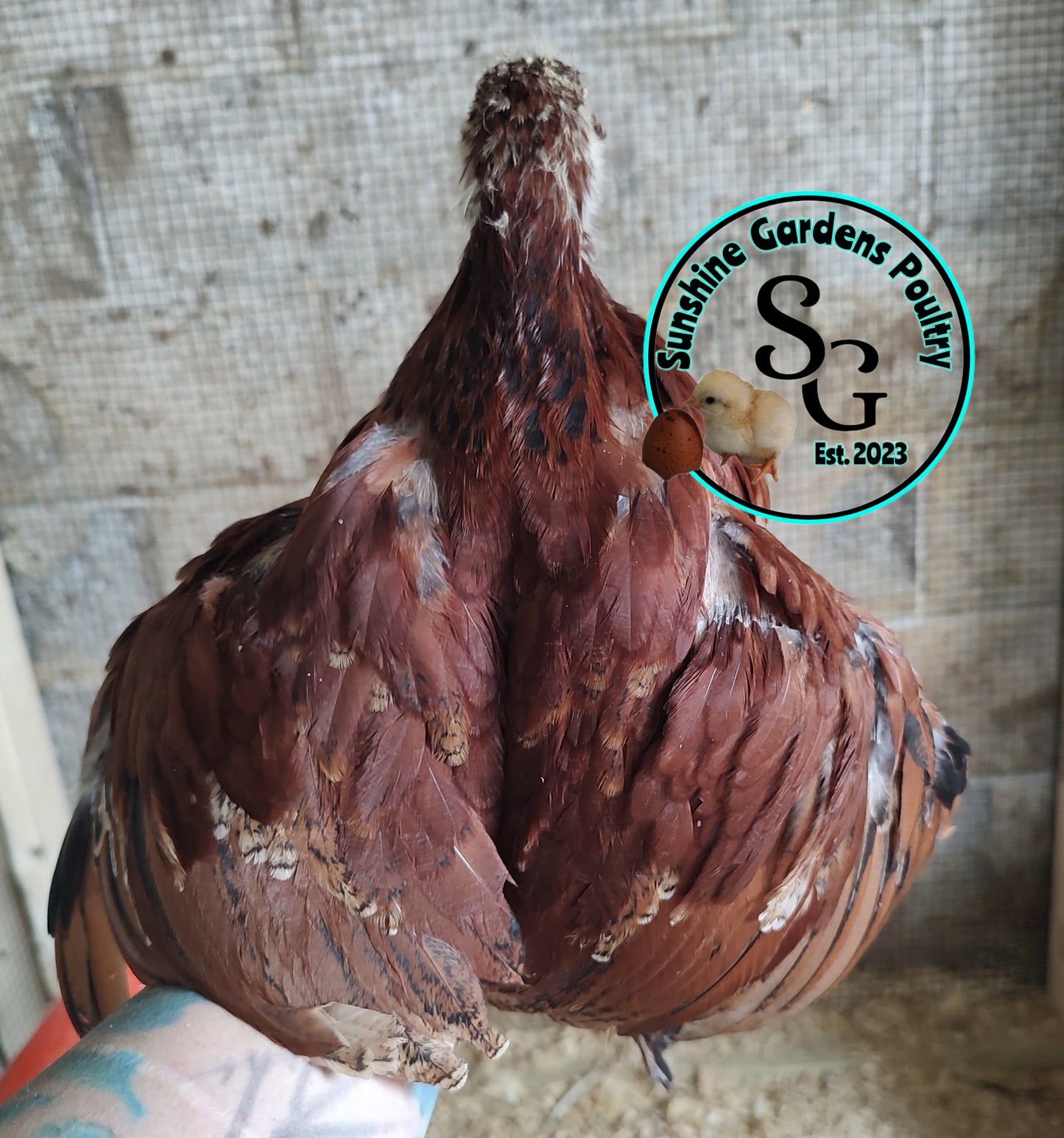 Rainbow Layers: Pullet 6-8 weeks old