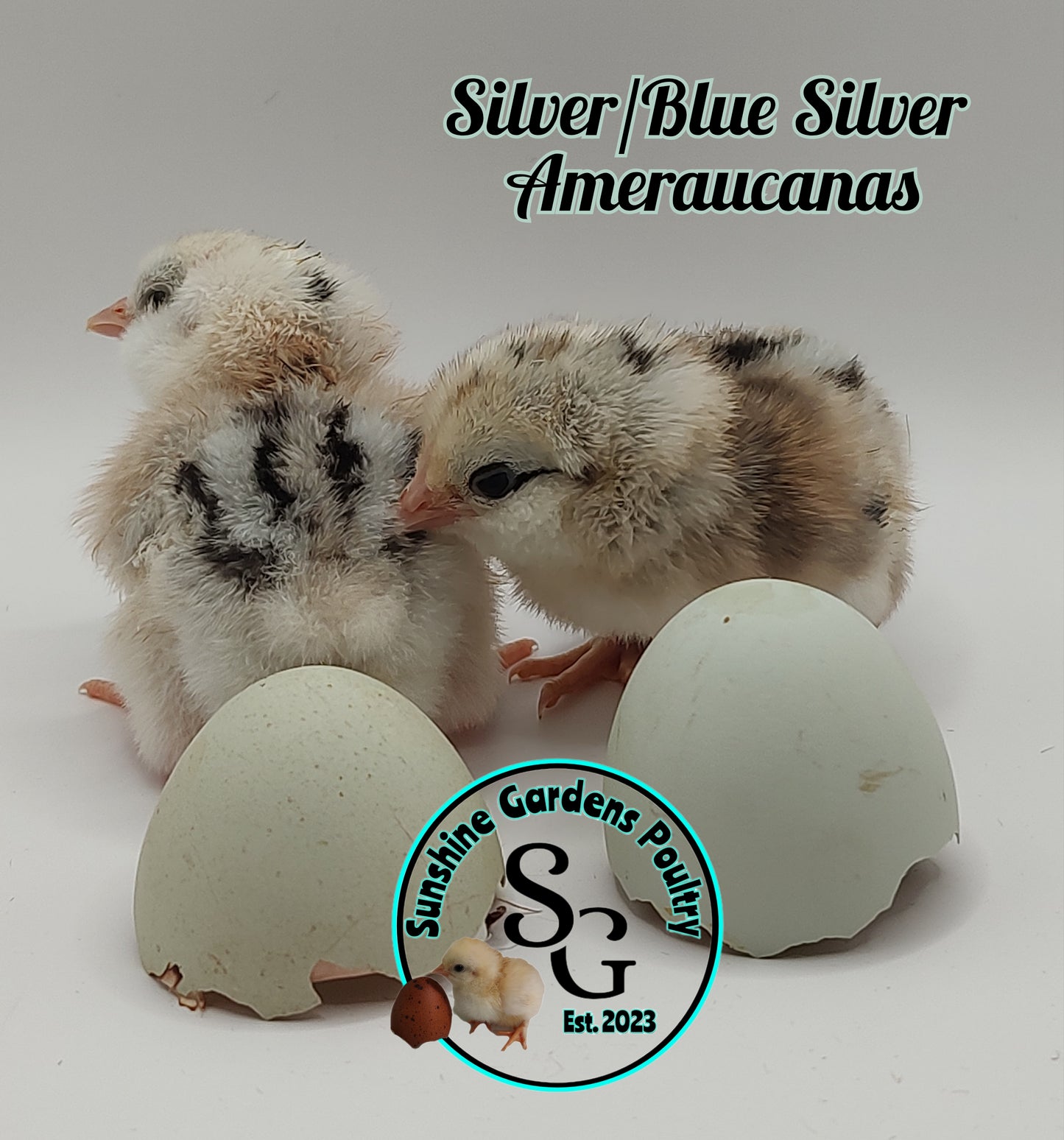 Silver & Blue Silver Ameraucanas - Straight run ONLY