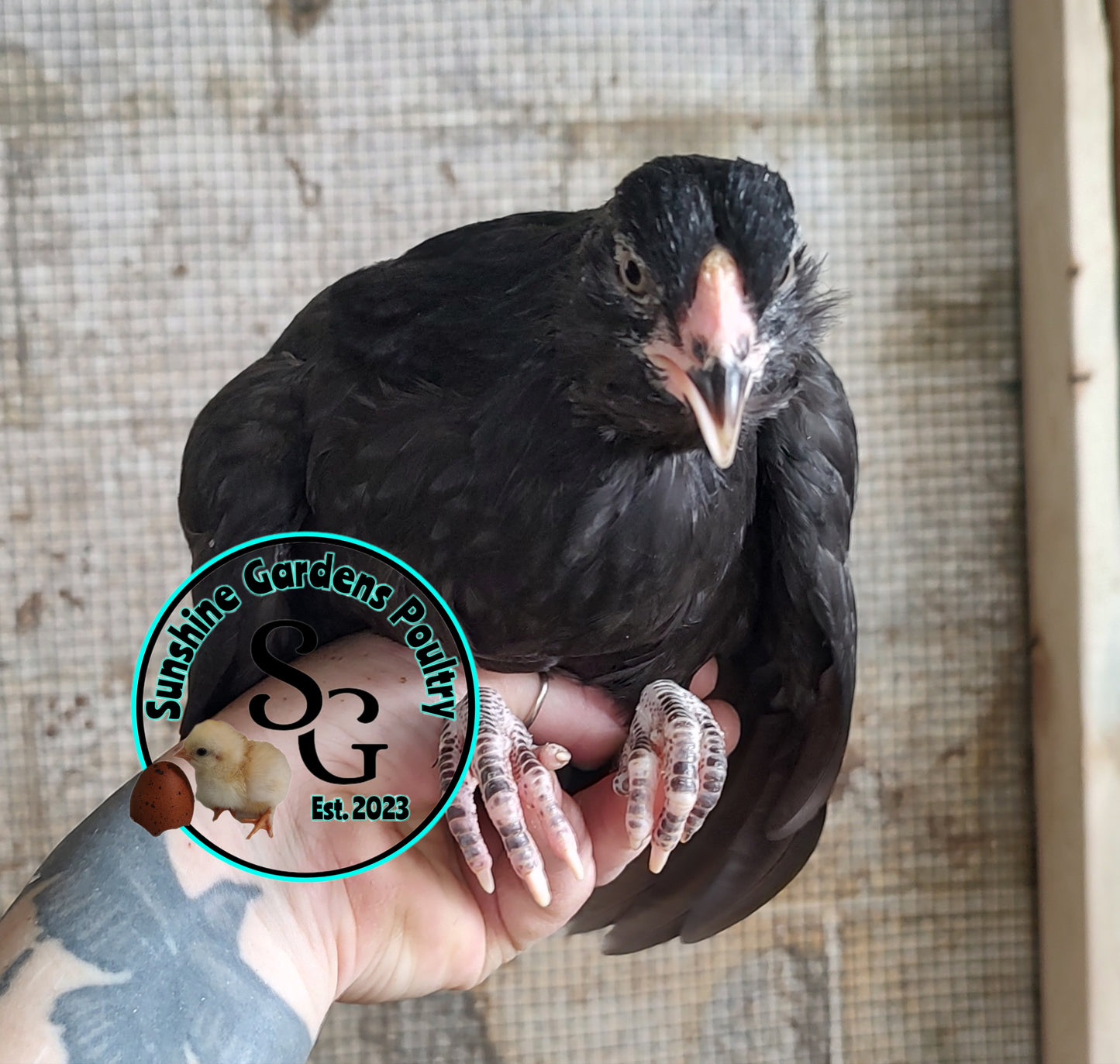Rainbow Layers: Pullet 6-8 weeks old