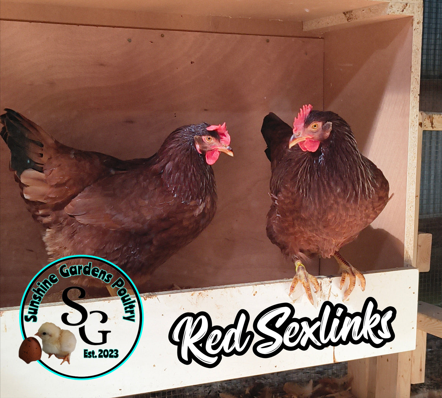 Dellarosa Reds: Pullet 6-8 weeks old