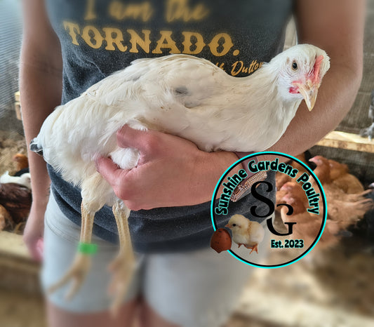 Delaware Pullet: 9-12 weeks old