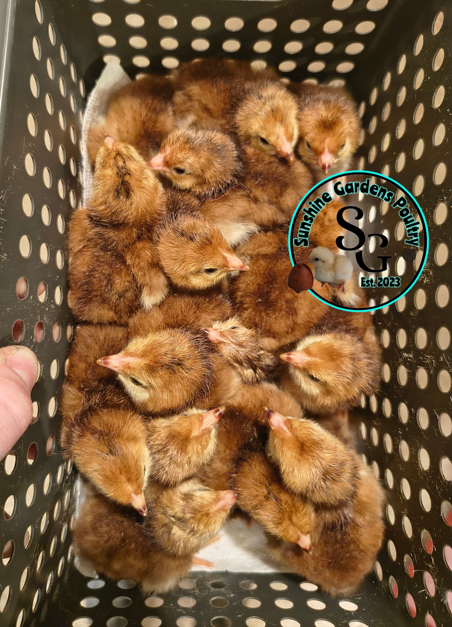 Heritage Rhode Island Reds - Straight Run ONLY*