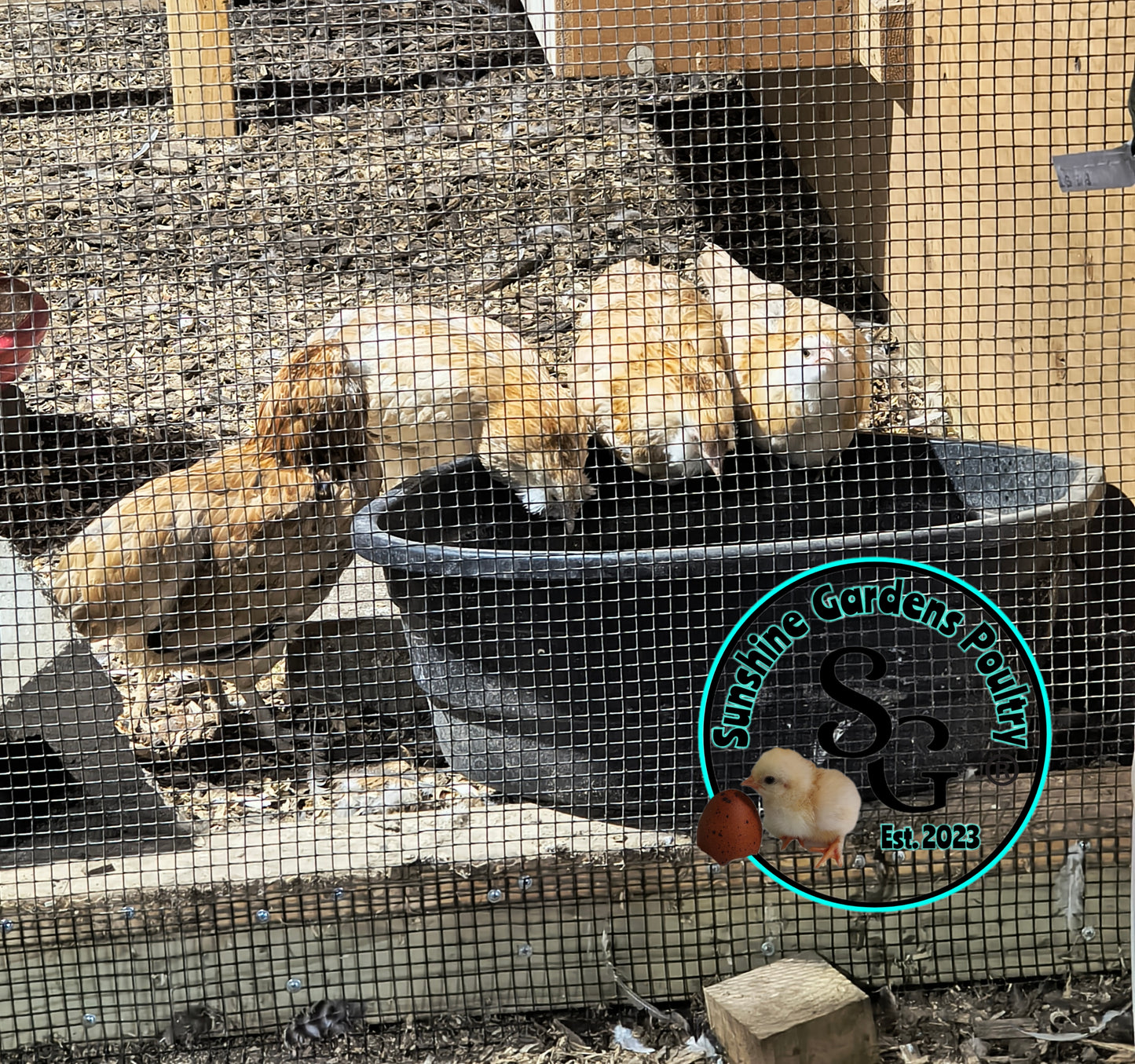 Wheaten (eWh)/Blue Wheaten Ameraucana - Straight run ONLY