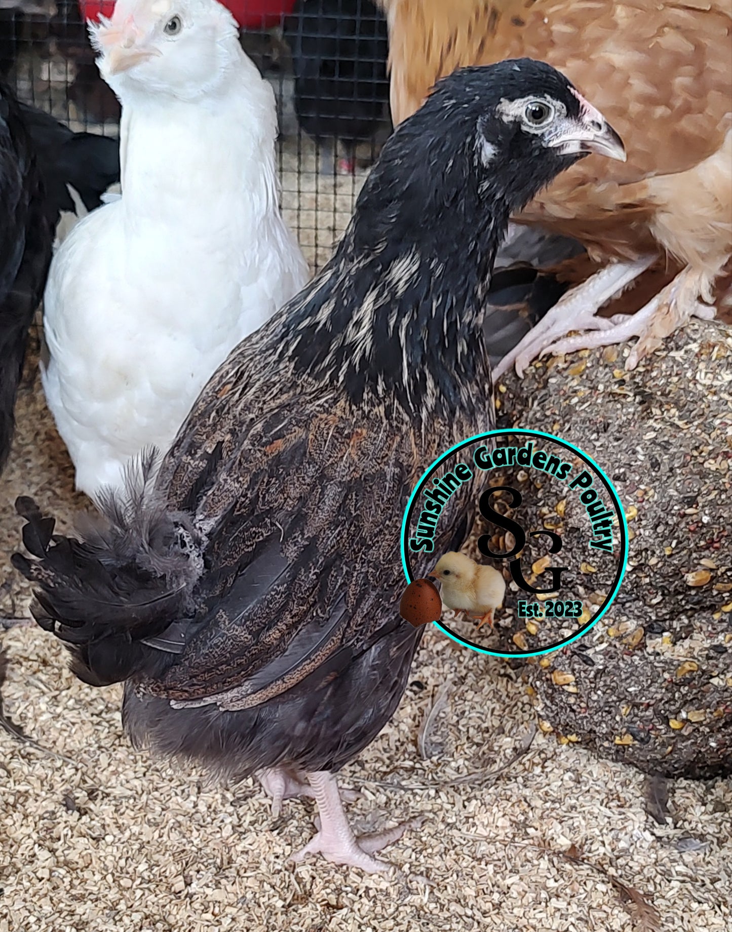 Rainbow Layers: Pullet 9-12 weeks old