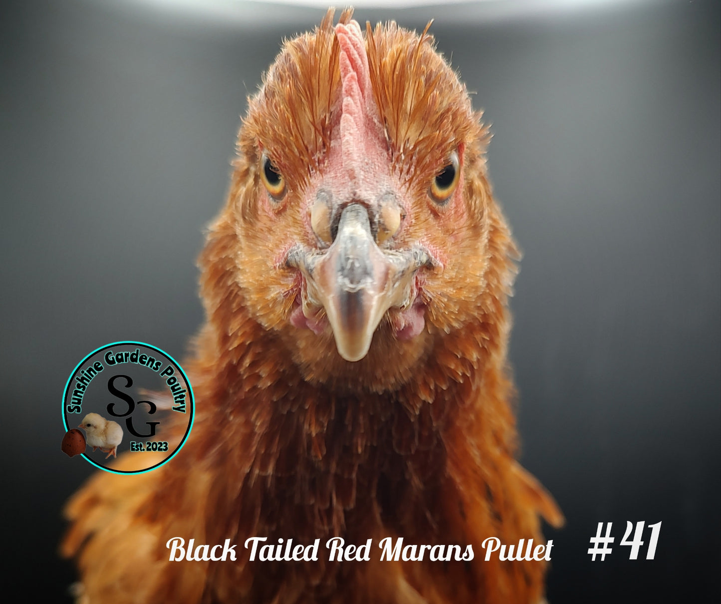 Black Tailed Red Marans (BTR) - Straight run ONLY*