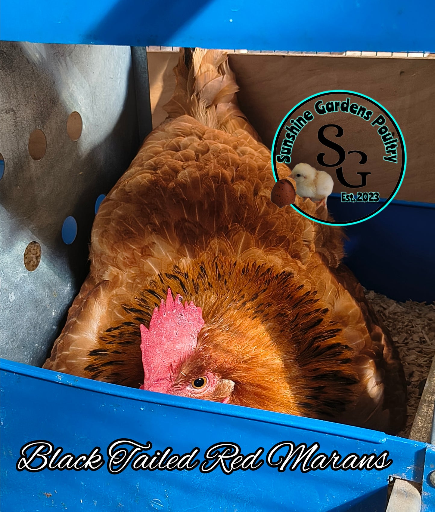 Black tailed red Marans: Pullet 6-8 weeks old