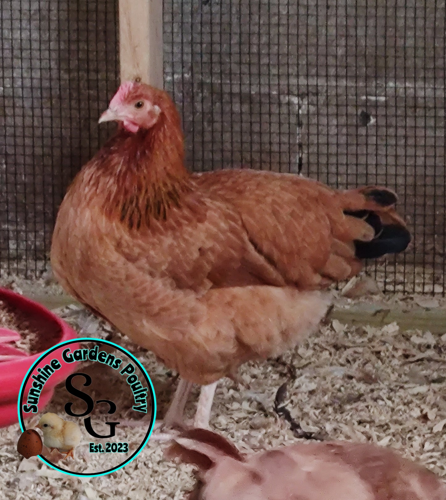 Black Tailed Red Marans (BTR) - Straight run ONLY*