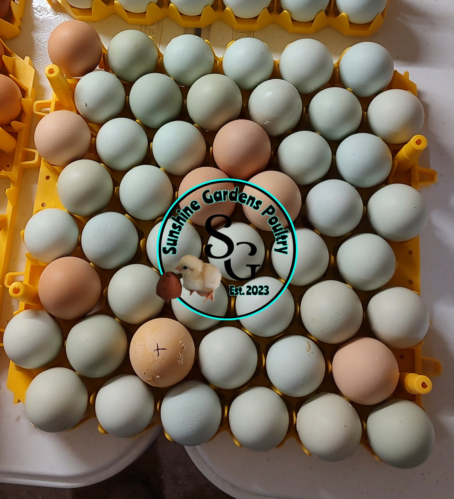 Rainbow Layers: Pullet 6-8 weeks old
