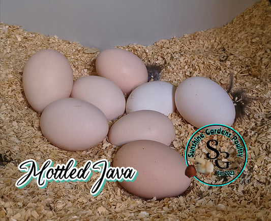 Mottled Java - 12 Hatching Eggs*