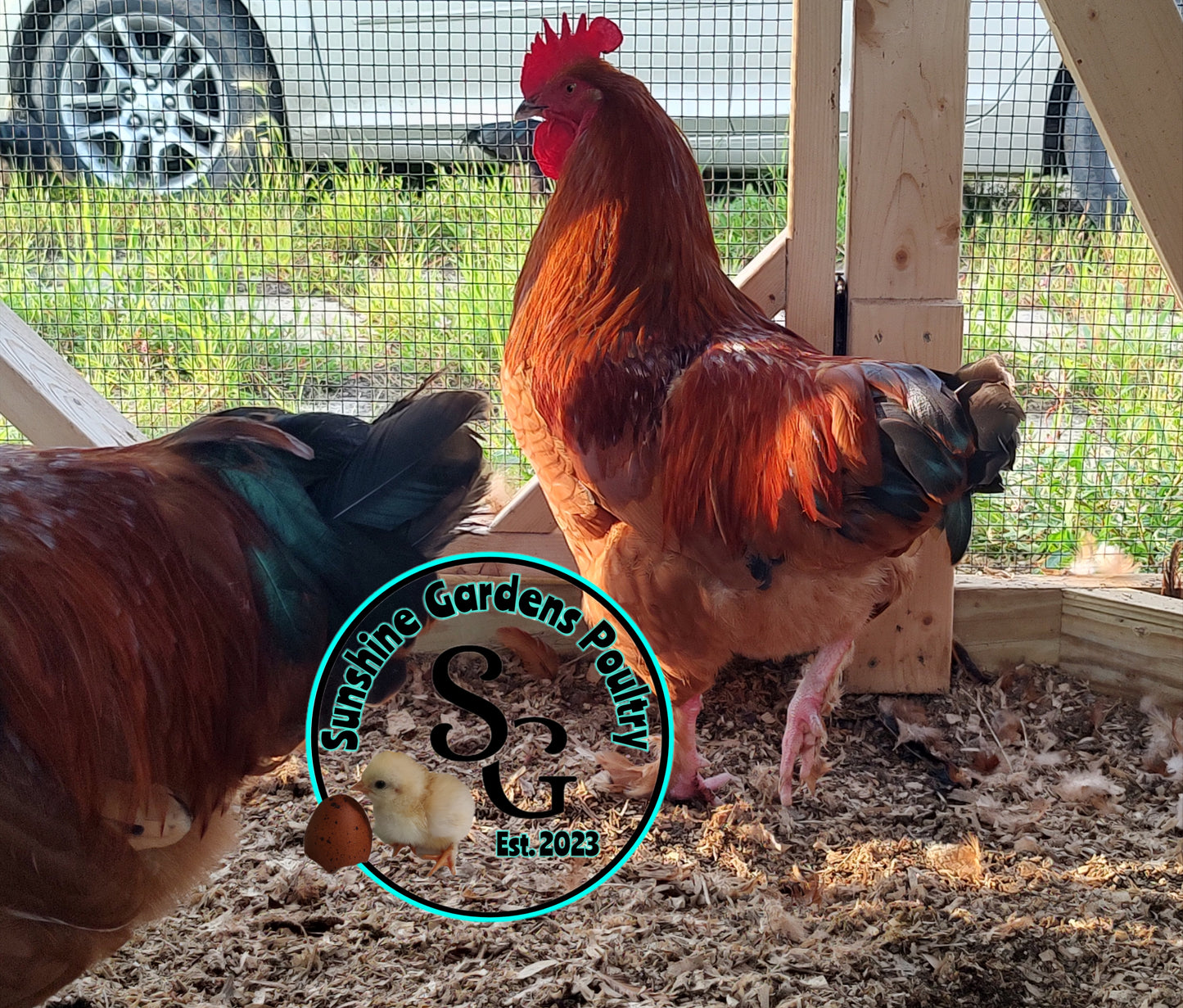 Black Tailed Red Marans (BTR) - Straight run ONLY*