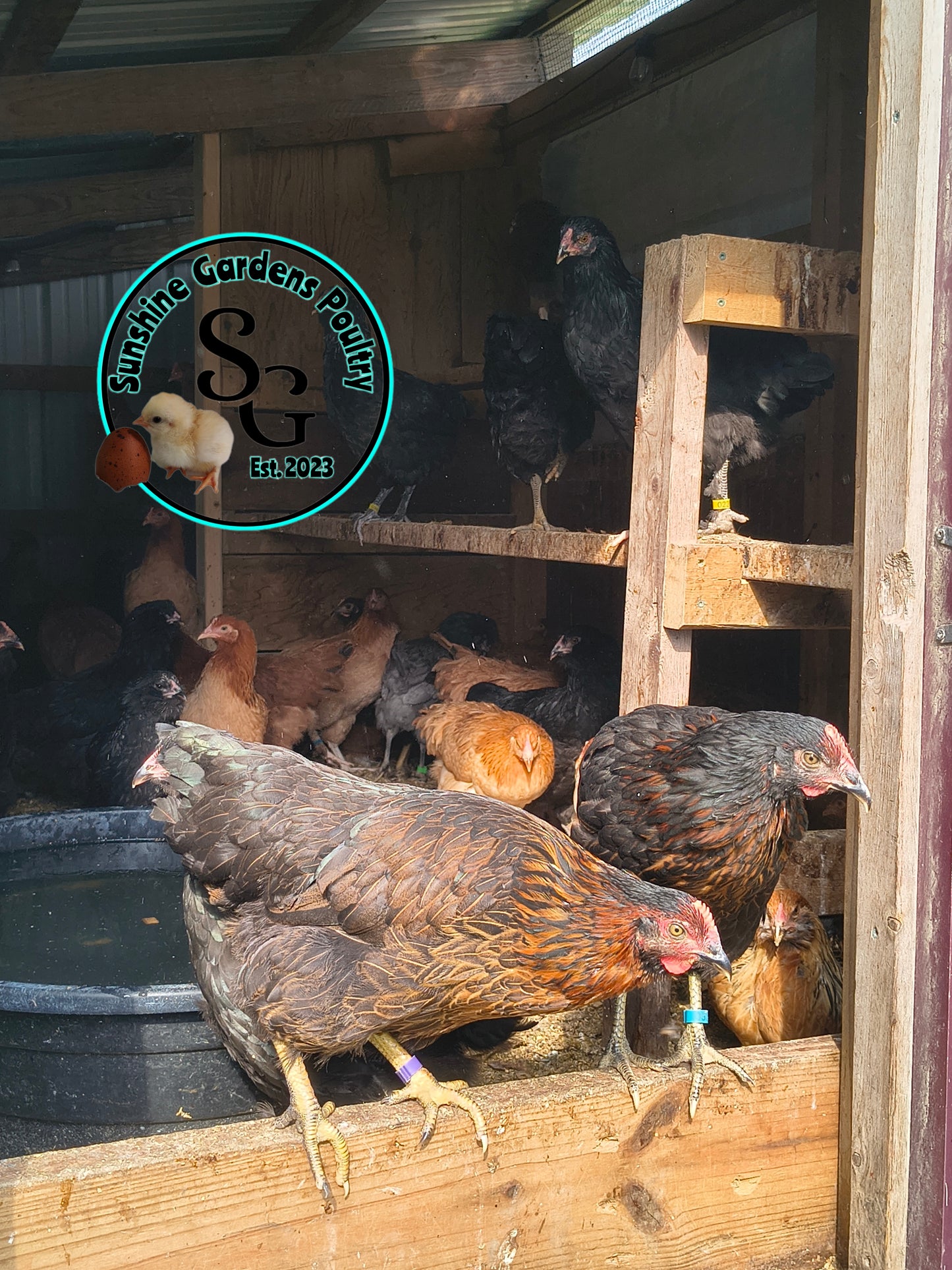 Breeder's Choice Pullets: 3-4 Month Olds