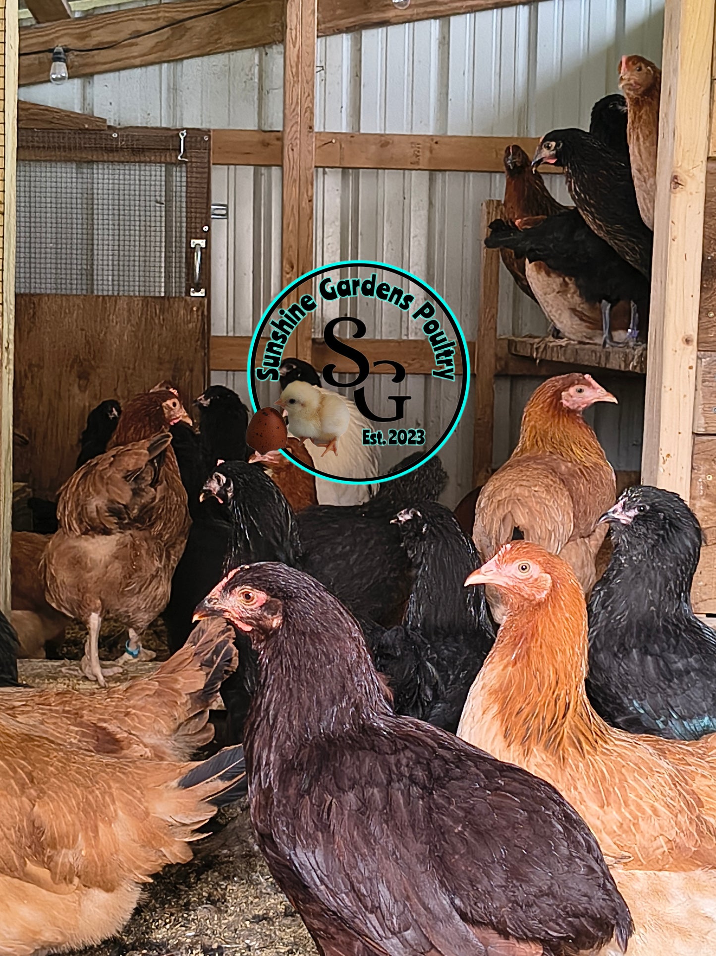 Breeder's Choice Pullets: 3-4 Month Olds
