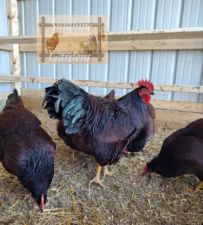 Heritage Rhode Island Red Cockerel