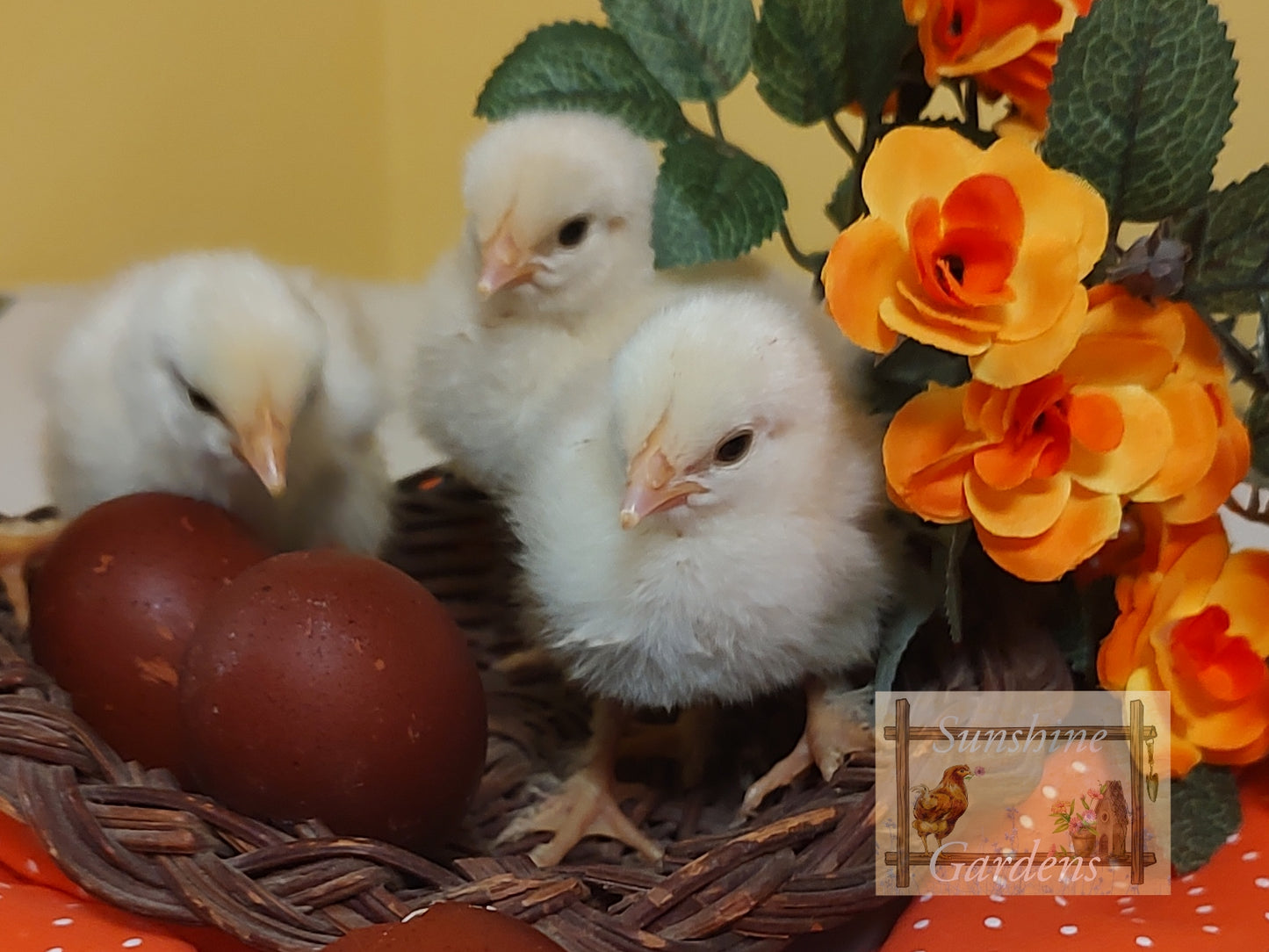 Black Tailed Red Marans (BTR) - Straight run ONLY*