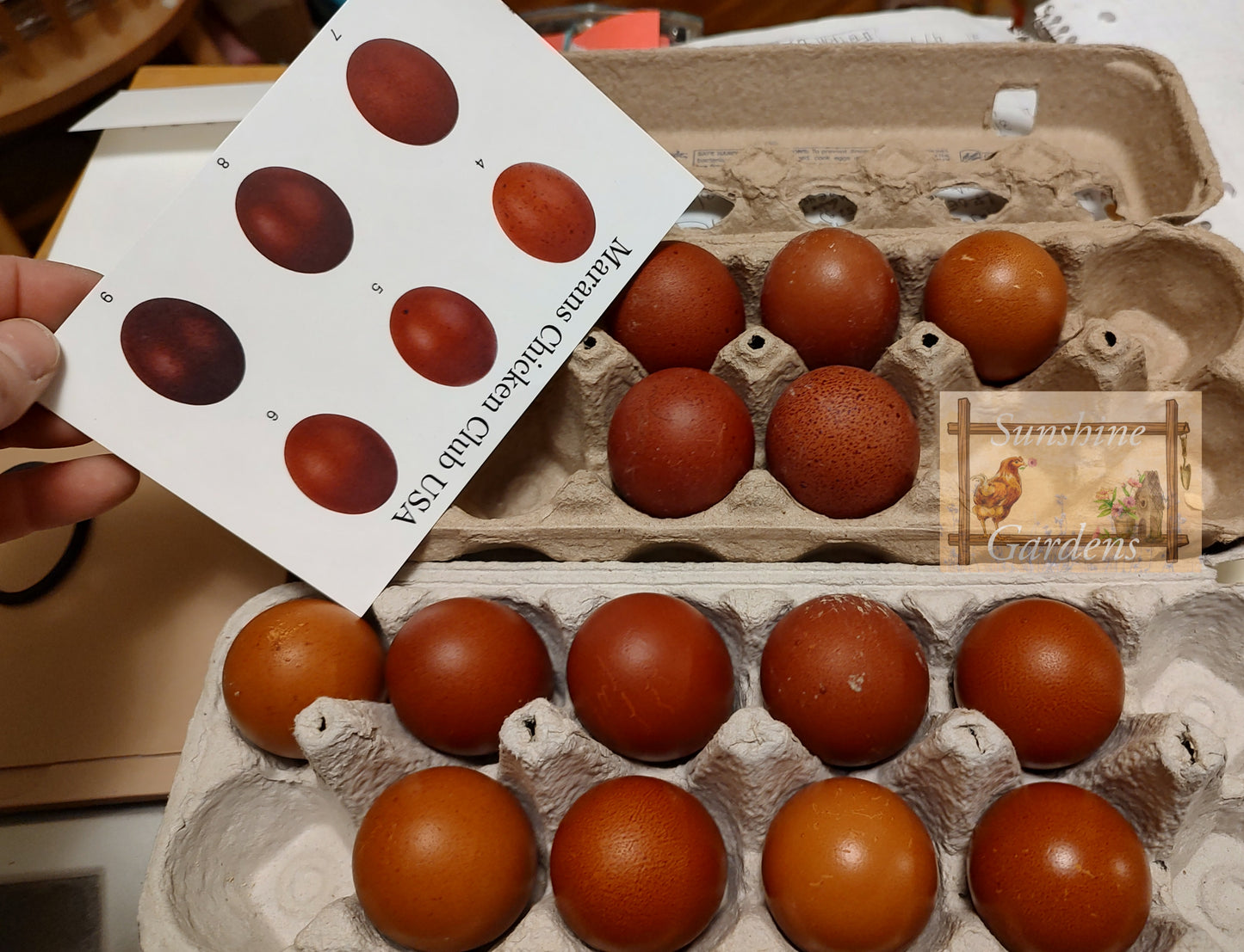 Black Tailed Red Marans - 12 Hatching Eggs*