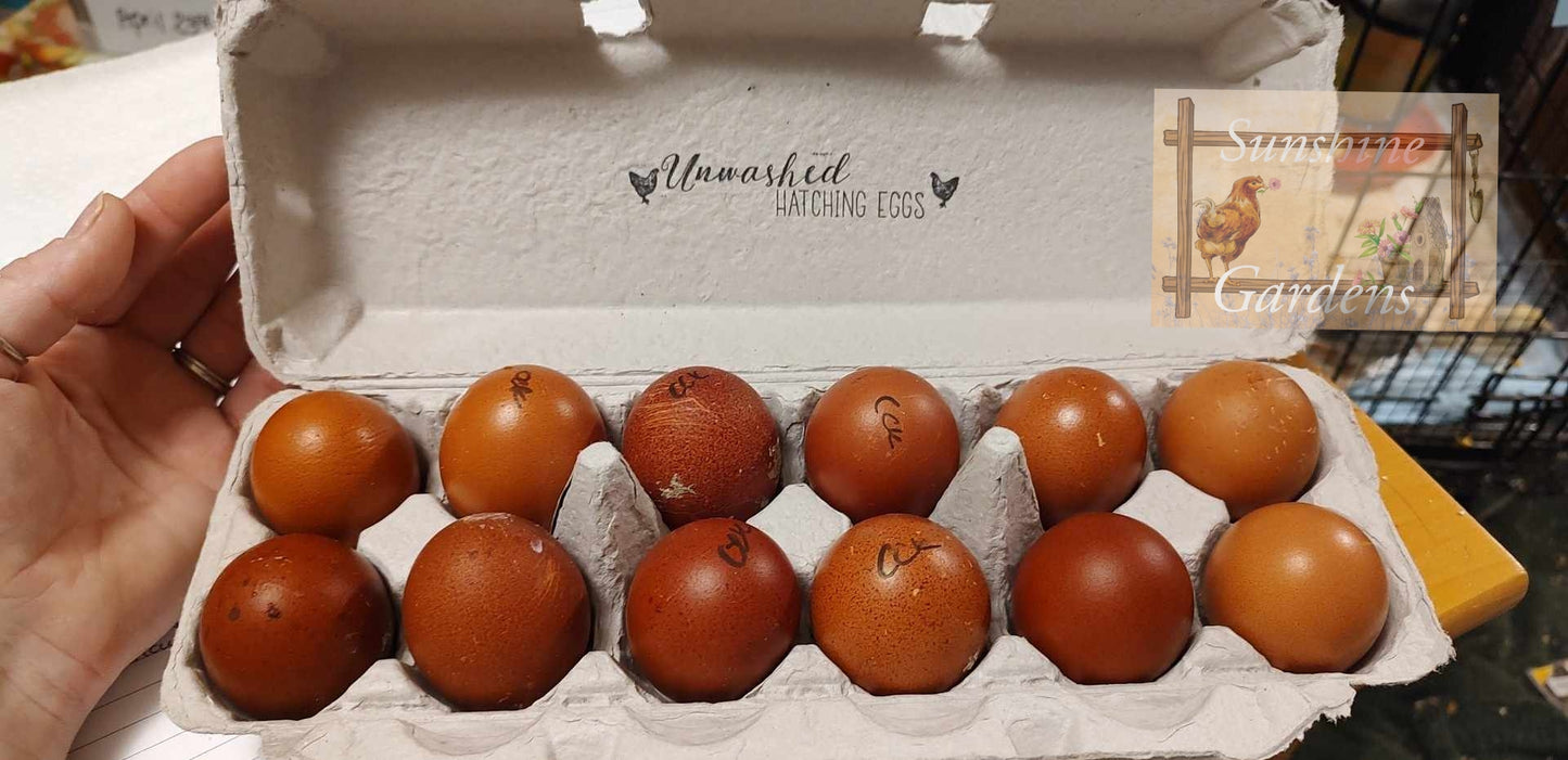 Black Tailed Red Marans - 12 Hatching Eggs*