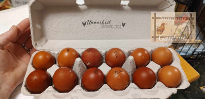 Black Tailed Red Marans - 12 Hatching Eggs*