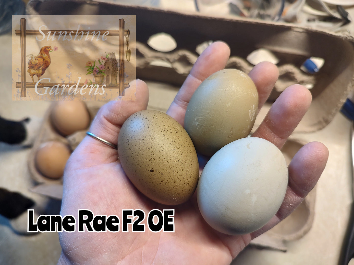 Lane Rae Olive Eggers (LROE) - Multi-generation - 6 Hatching Eggs*