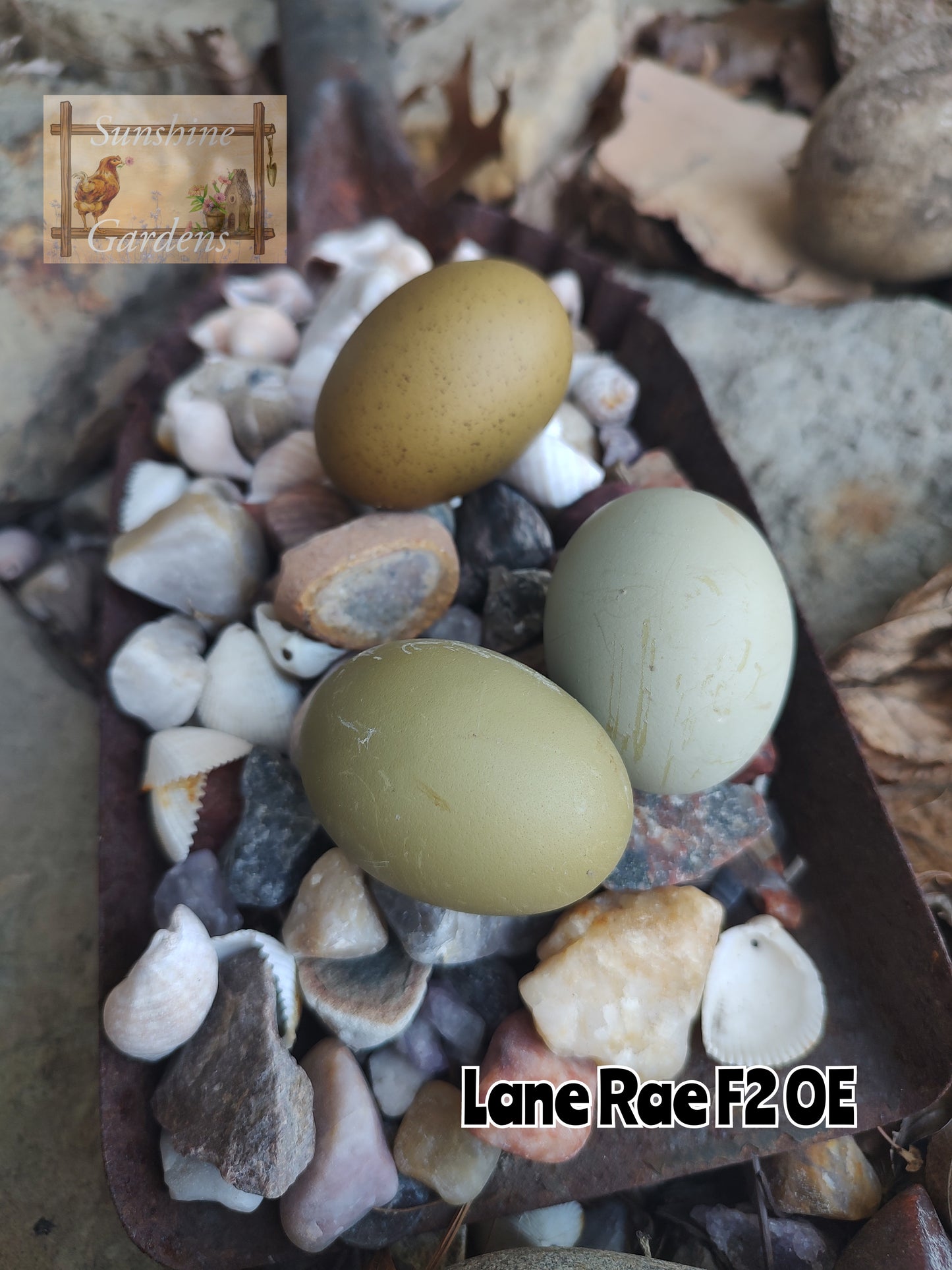 Lane Rae Olive Eggers (LROE) - Multi-generation - 6 Hatching Eggs*