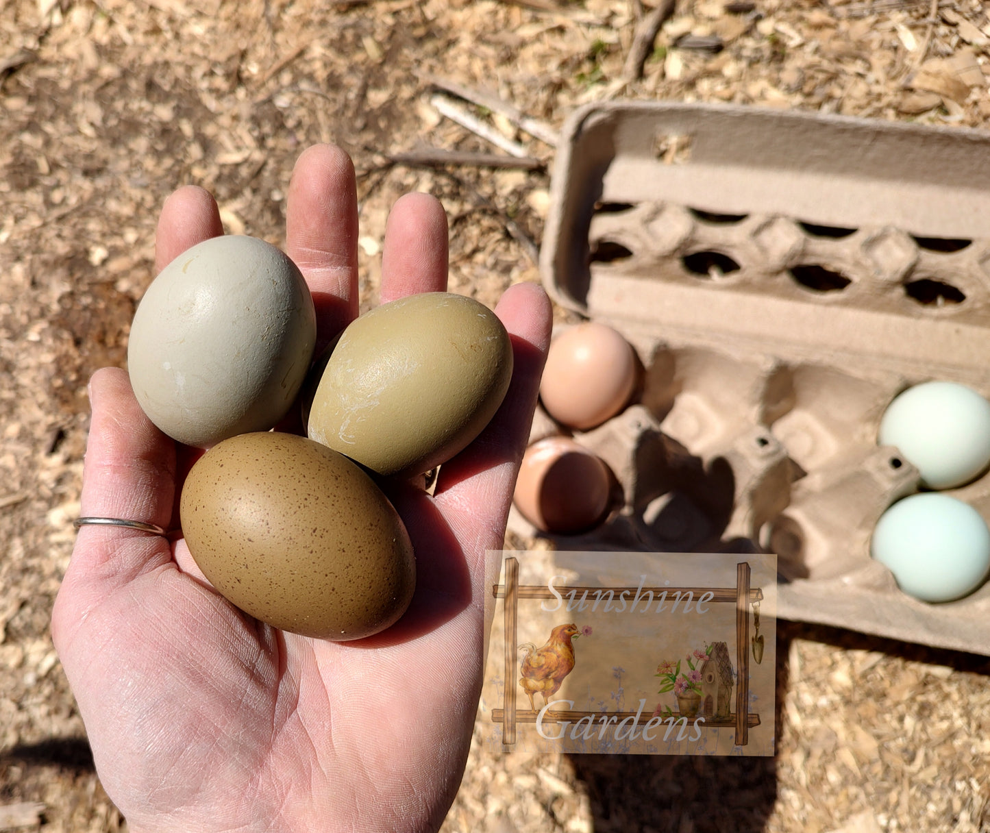 Lane Rae Olive Eggers (LROE) - Multi-generation - 6 Hatching Eggs*