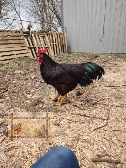 Heritage Rhode Island Red Cockerel