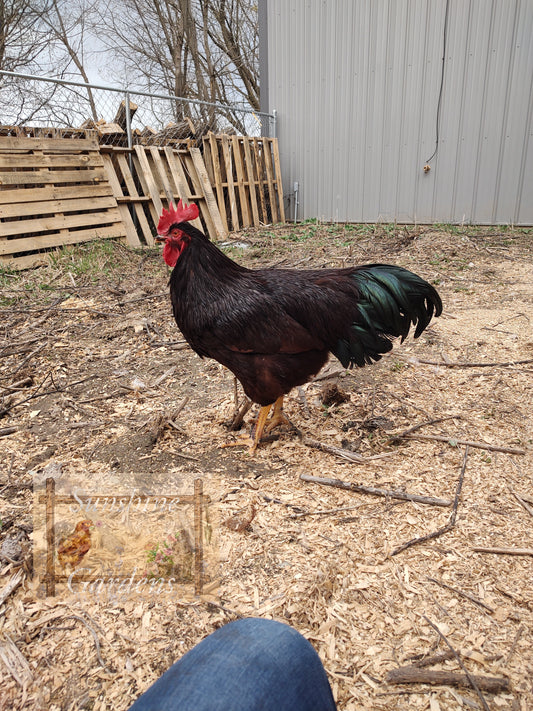 Heritage Rhode Island Red Cockerel