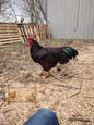 Heritage Rhode Island Red Cockerel