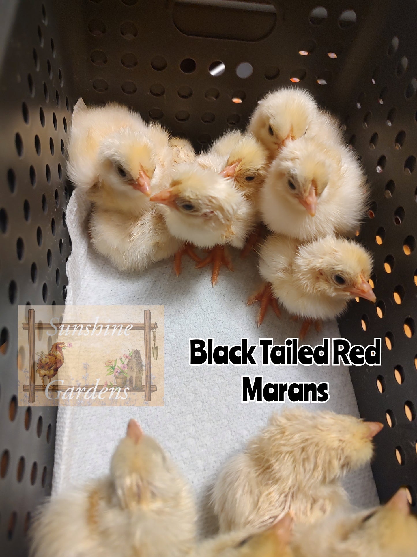 Black Tailed Red Marans (BTR) - Straight run ONLY*