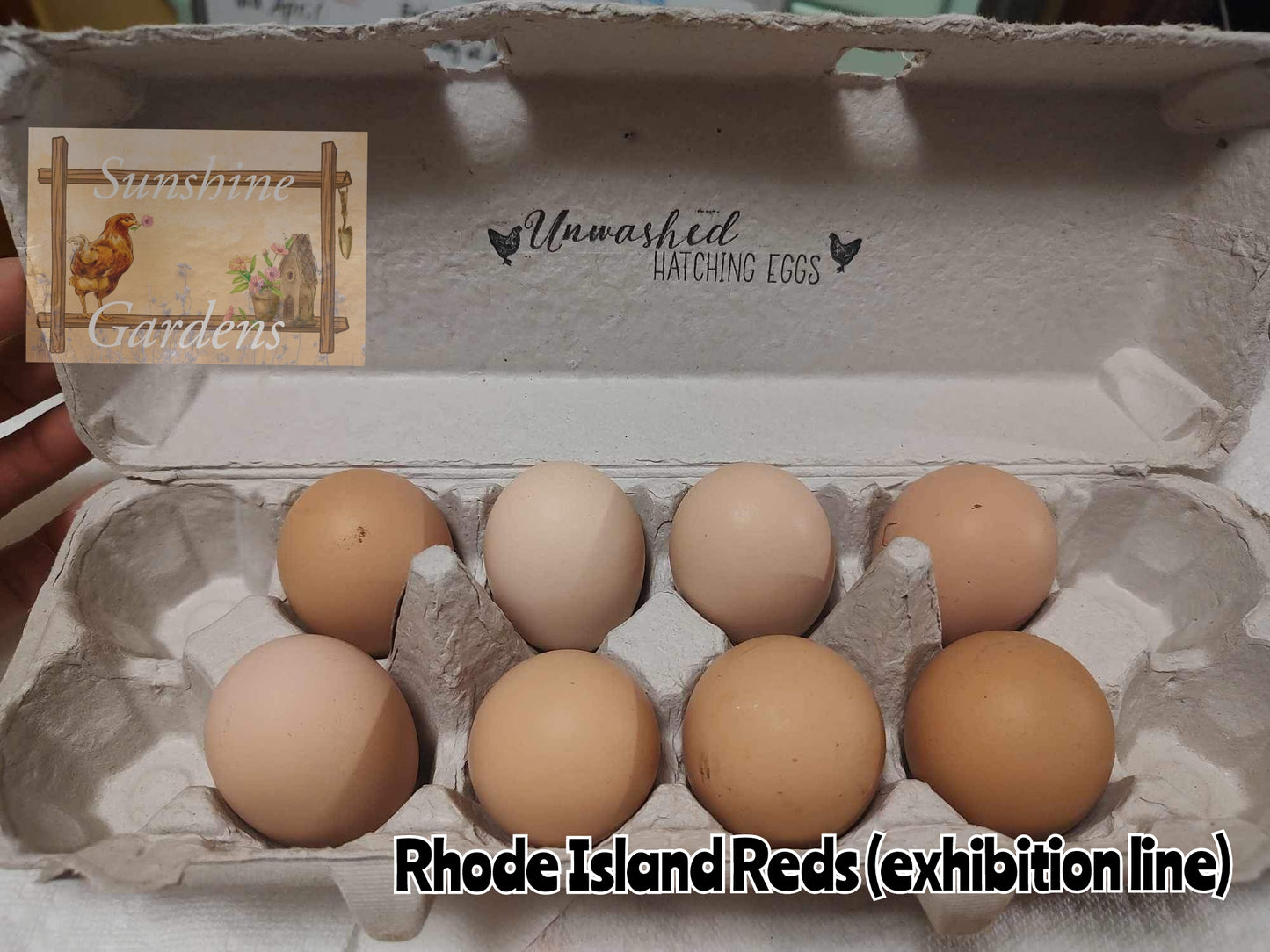 Heritage Rhode Island Reds - 6 Hatching Eggs*