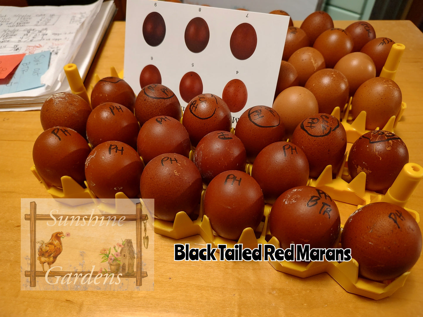 Black Tailed Red Marans (BTR) - Straight run ONLY*